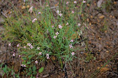 APII jpeg image of Boronia crenulata  © contact APII