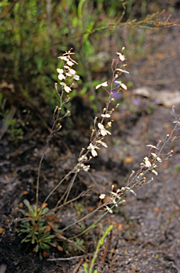 APII jpeg image of Stylidium spathulatum  © contact APII