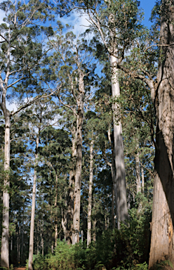 APII jpeg image of Eucalyptus diversicolor  © contact APII