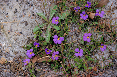 APII jpeg image of Scaevola striata  © contact APII