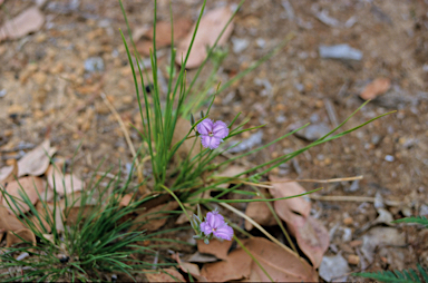 APII jpeg image of Thysanotus multiflorus  © contact APII