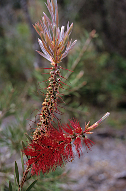 APII jpeg image of Callistemon glaucus  © contact APII