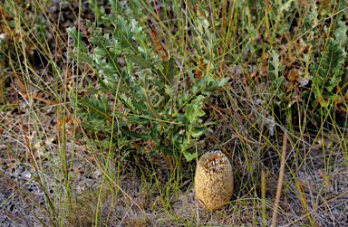 APII jpeg image of Banksia repens  © contact APII