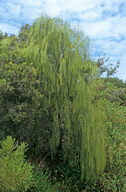 APII jpeg image of Casuarina obesa  © contact APII