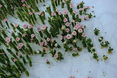 APII jpeg image of Pimelea ferruginea  © contact APII