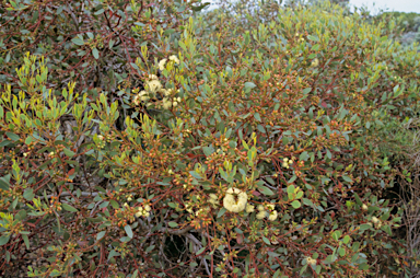 APII jpeg image of Eucalyptus preissiana  © contact APII