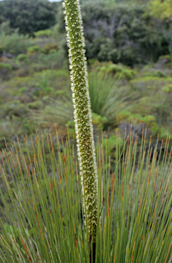 APII jpeg image of Xanthorrhoea platyphylla  © contact APII