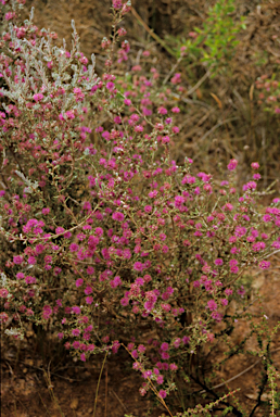 APII jpeg image of Beaufortia schaueri  © contact APII