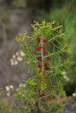 APII jpeg image of Allocasuarina lehmanniana  © contact APII