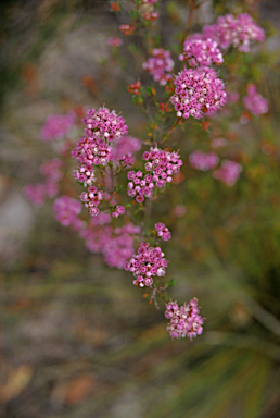 APII jpeg image of Verticordia harveyi  © contact APII