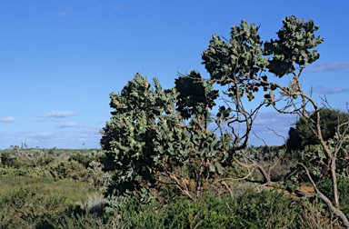 APII jpeg image of Eucalyptus pleurocarpa  © contact APII