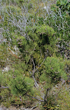 APII jpeg image of Allocasuarina humilis  © contact APII