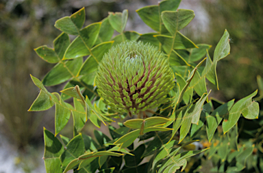 APII jpeg image of Banksia baxteri  © contact APII