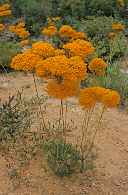 APII jpeg image of Verticordia nitens  © contact APII