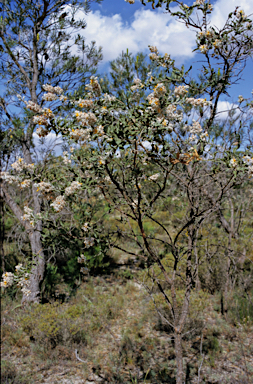 APII jpeg image of Jacksonia floribunda  © contact APII