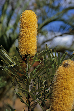 APII jpeg image of Banksia attenuata  © contact APII