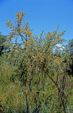 APII jpeg image of Jacksonia furcellata  © contact APII