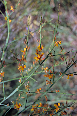 APII jpeg image of Bossiaea rufa  © contact APII