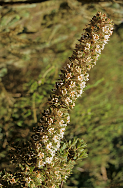 APII jpeg image of Hakea ruscifolia  © contact APII