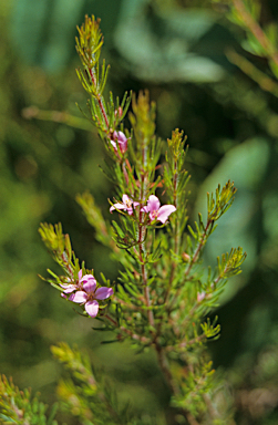 APII jpeg image of Boronia stricta  © contact APII