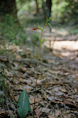 APII jpeg image of Cryptostylis ovata  © contact APII