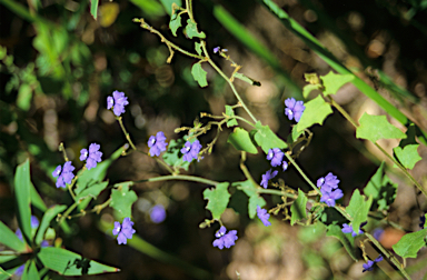 APII jpeg image of Dampiera hederacea  © contact APII