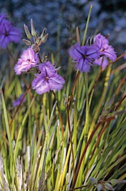 APII jpeg image of Thysanotus multiflorus  © contact APII