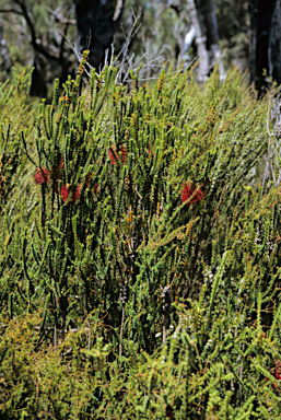 APII jpeg image of Beaufortia sparsa  © contact APII