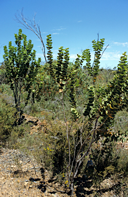 APII jpeg image of Hakea cucullata  © contact APII