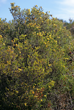 APII jpeg image of Melaleuca thymoides  © contact APII