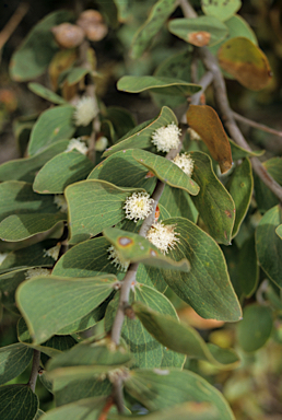 APII jpeg image of Hakea elliptica  © contact APII