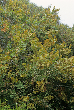 APII jpeg image of Hakea elliptica  © contact APII