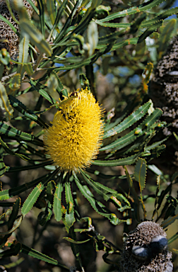 APII jpeg image of Banksia attenuata  © contact APII