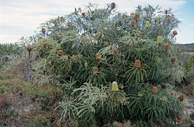 APII jpeg image of Banksia speciosa  © contact APII