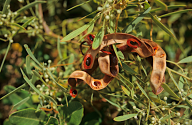 APII jpeg image of Acacia cyclops  © contact APII