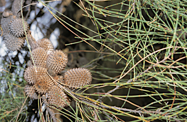 APII jpeg image of Allocasuarina acutivalvis  © contact APII