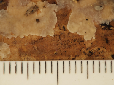 APII jpeg image of Radulomyces confluens  © contact APII