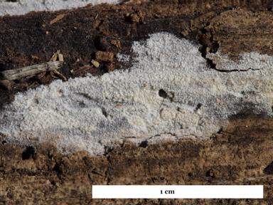 APII jpeg image of Hyphoderma setigerum  © contact APII