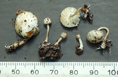 APII jpeg image of Lepiota sp.  © contact APII