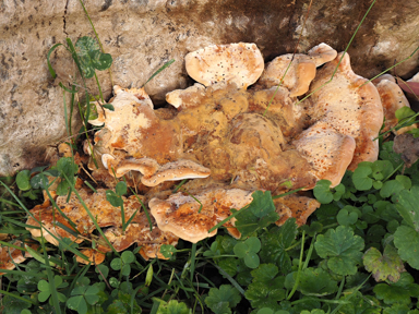 APII jpeg image of Rigidoporus laetus  © contact APII