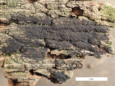 APII jpeg image of Anteaglonium parvulum  © contact APII