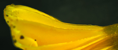 APII jpeg image of Hygrocybe chromolimonea  © contact APII