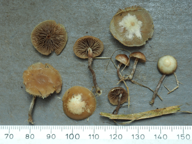 APII jpeg image of Deconica subviscida  © contact APII