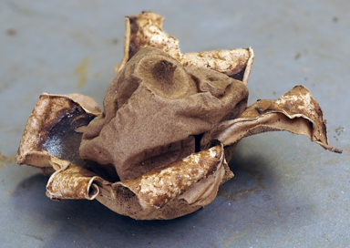 APII jpeg image of Geastrum velutinum  © contact APII