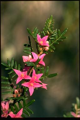 APII jpeg image of Boronia amabilis  © contact APII