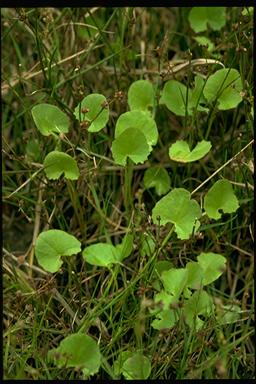 APII jpeg image of Centella cordifolia  © contact APII