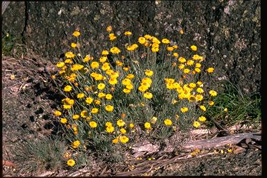 APII jpeg image of Leucochrysum albicans  © contact APII