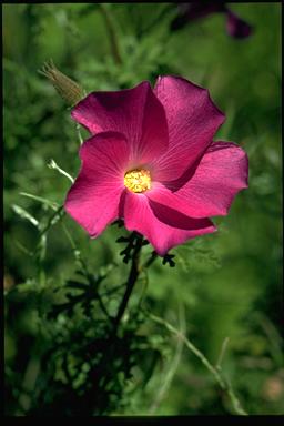 APII jpeg image of Hibiscus huegelii  © contact APII