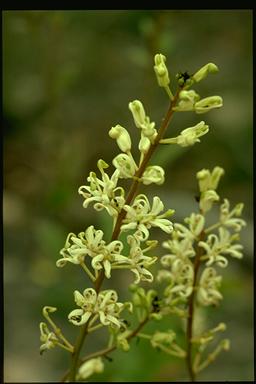 APII jpeg image of Lomatia ilicifolia  © contact APII