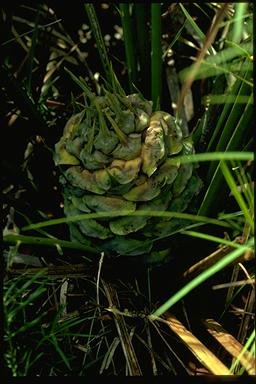 APII jpeg image of Macrozamia communis  © contact APII